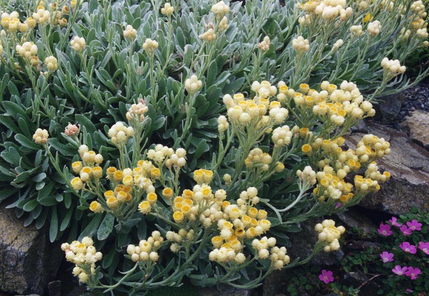 Helichrysum orientale photo